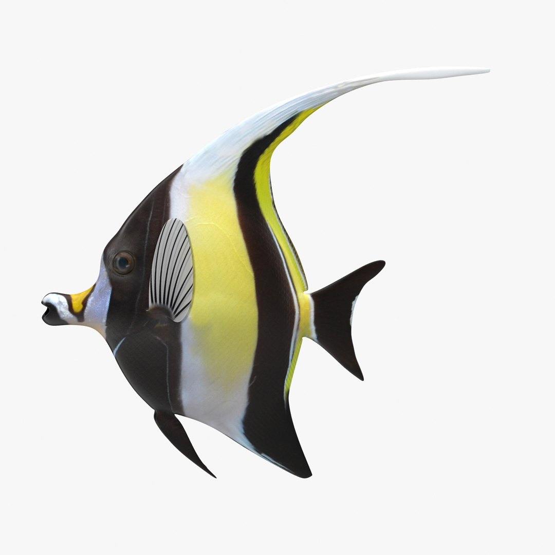 moorish idol yellow rigged max https://p.turbosquid.com/ts-thumb/Rq/Geh4gs/rZBIxsXQ/clr/jpg/1417168413/1920x1080/turn_fit_q99/87ae614918b68b99a2053524a14a42c396b9edfb/clr-1.jpg