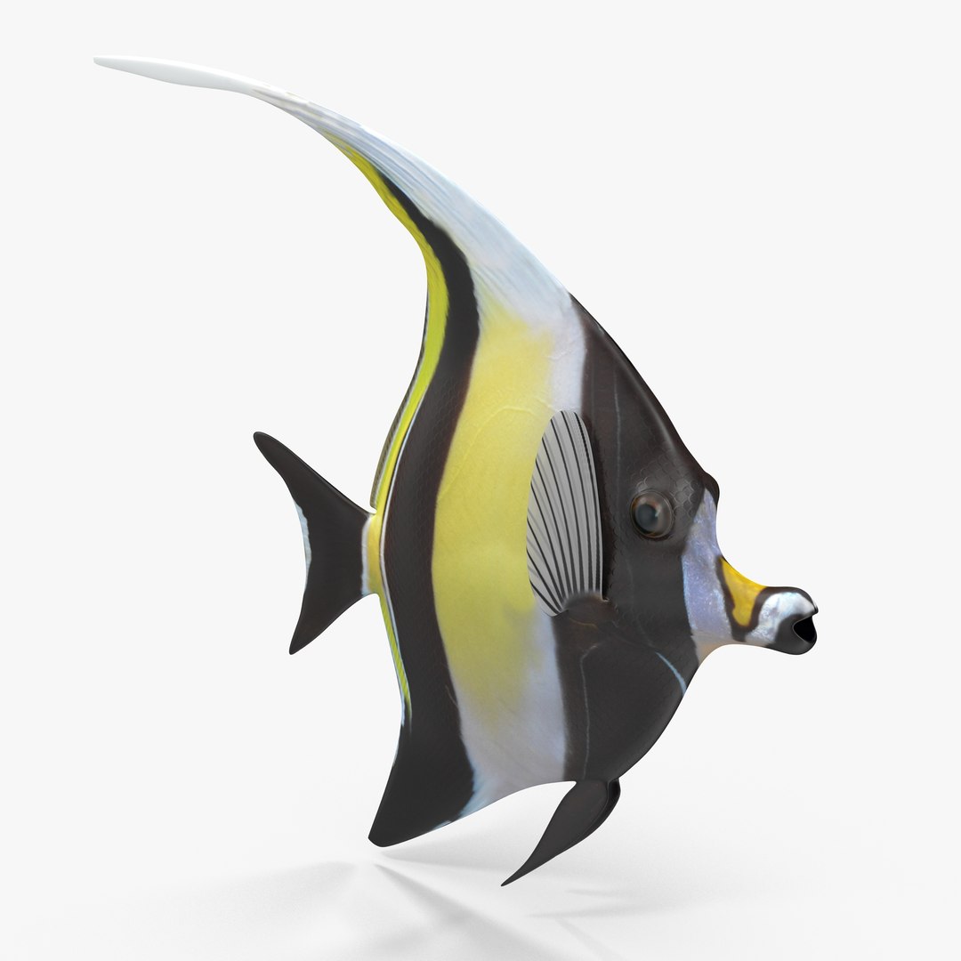 Moorish Idol Yellow Rigged Max