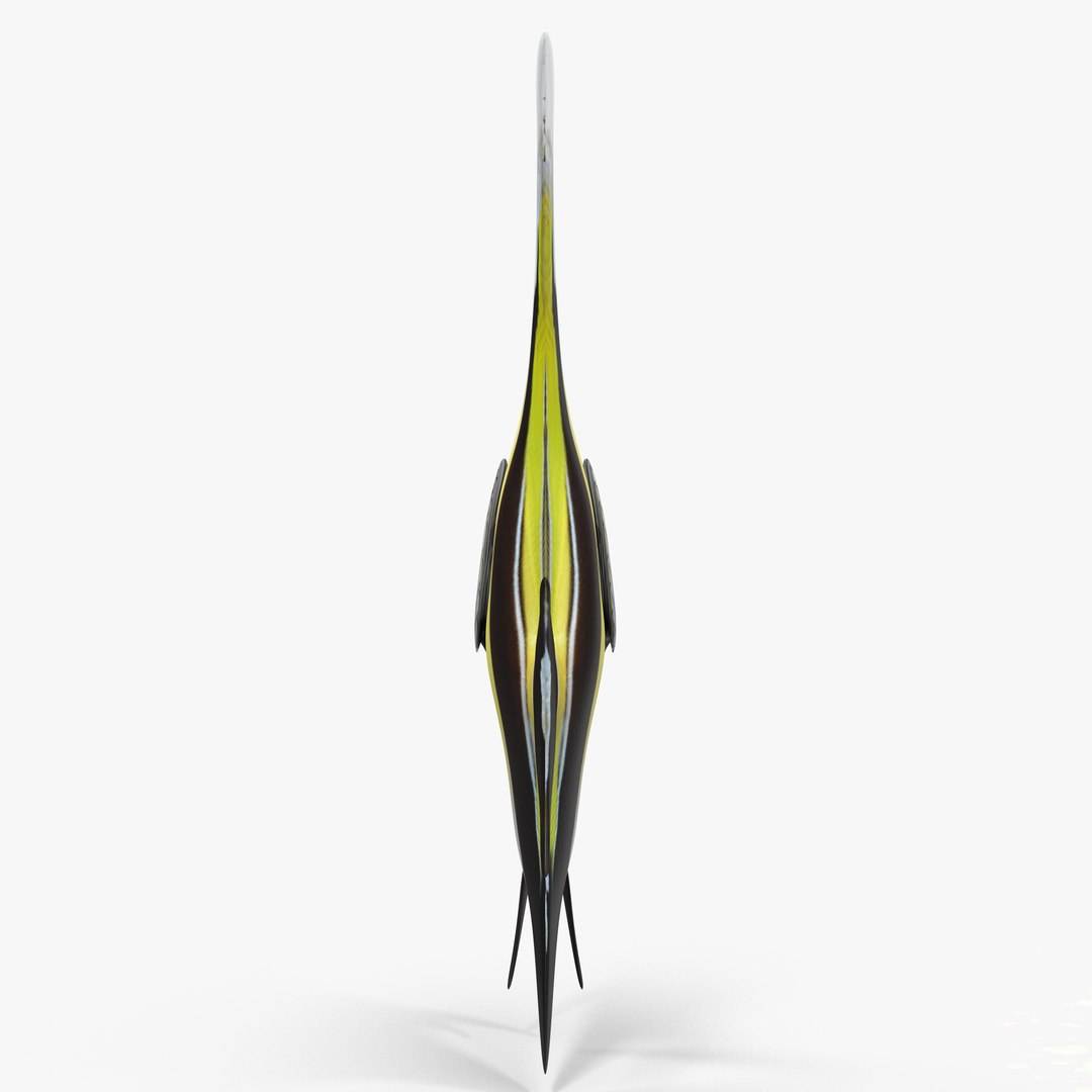 moorish idol yellow rigged max https://p.turbosquid.com/ts-thumb/Rq/Geh4gs/uvtF1O0O/cam03/jpg/1417168240/1920x1080/fit_q87/ff184bbbb1c97096a717d8926be5856727a8669b/cam03.jpg