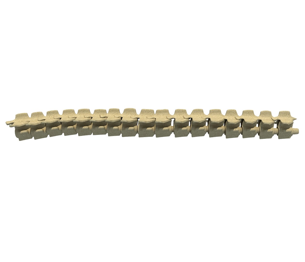 3D Model Animal Spinal Column - TurboSquid 1177985