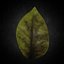 leaf 3D model