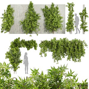 Collection plant vol 562 - Ipomoea - Lobata - Ivy - Creeping - 3Ds max - cinema 4D