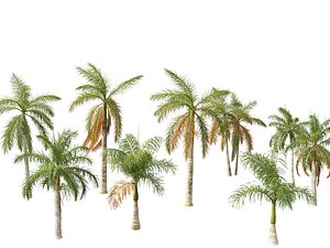 Roystonea regia - Florida Royal Palm 3D model
