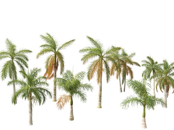 Cheap Custom Royal Navy-Orange 3D Pattern Design Palm Trees