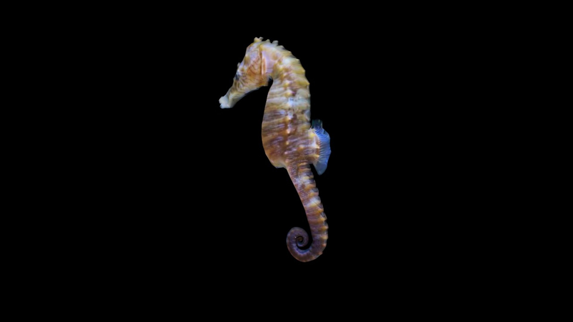 seahorse seabedtrip 3D model https://p.turbosquid.com/ts-thumb/Rq/h63ICx/XbJlKNHD/seahorse_d0002/jpg/1588012761/1920x1080/fit_q87/f6c56102aae9908d9458c24e6e990501f295eeac/seahorse_d0002.jpg