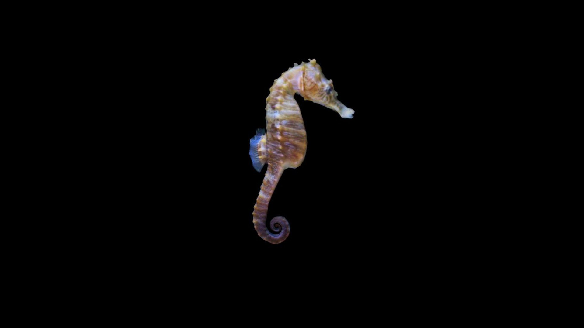 seahorse seabedtrip 3D model https://p.turbosquid.com/ts-thumb/Rq/h63ICx/uR6OnosQ/seahorse_d0000/jpg/1588012761/1920x1080/fit_q87/a0893366295d6312683a3a057595ff5d831bc14d/seahorse_d0000.jpg