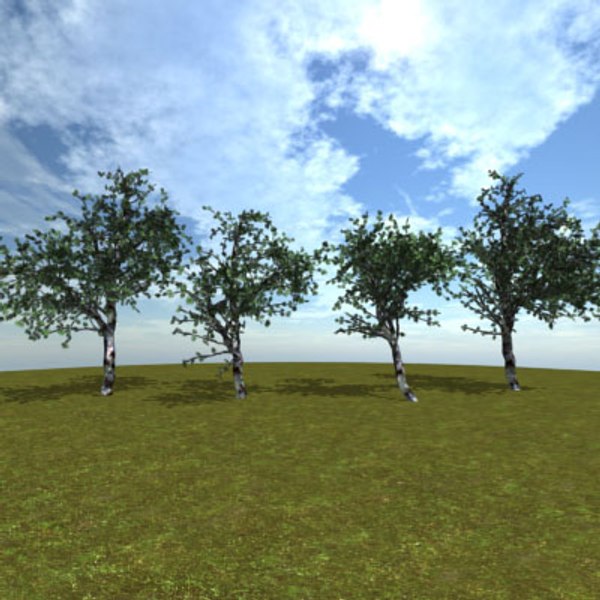 birch trees 3d model