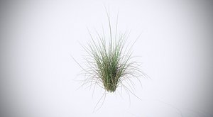 3D aquatic plant model