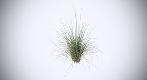 Aquatic plant