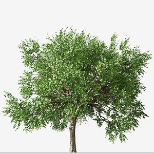 Set of Apricot or Armenian plum Tree - 2 Trees 3D