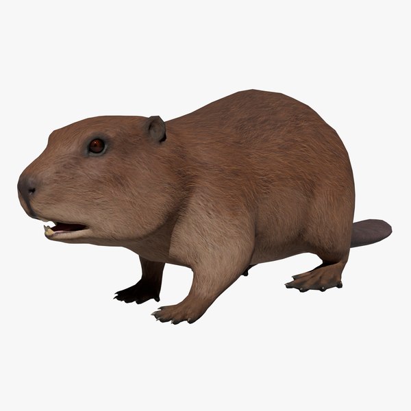 modelo 3d Castor - TurboSquid 2169793