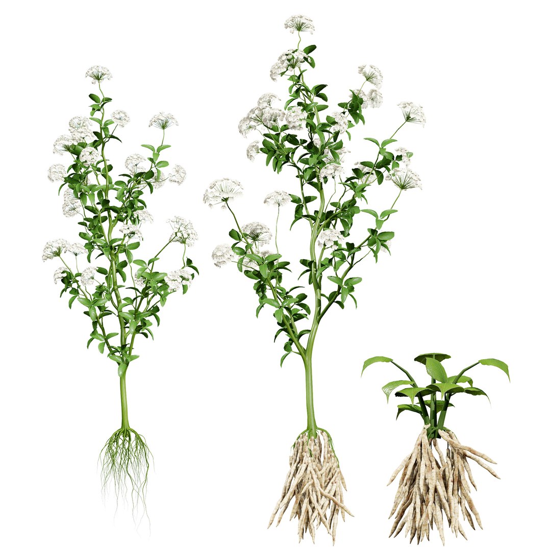 3D Sium sisarum Plant Model 3D https://p.turbosquid.com/ts-thumb/Rr/5jsgmM/8u/0000covernorthamericanfloweringskirretsiumsisarumvegetables/jpg/1780851906/1920x1080/fit_q87/9193f37e28b17c0086df25c646e407e1bf1770e9/0000covernorthamericanfloweringskirretsiumsisarumvegetables.jpg
