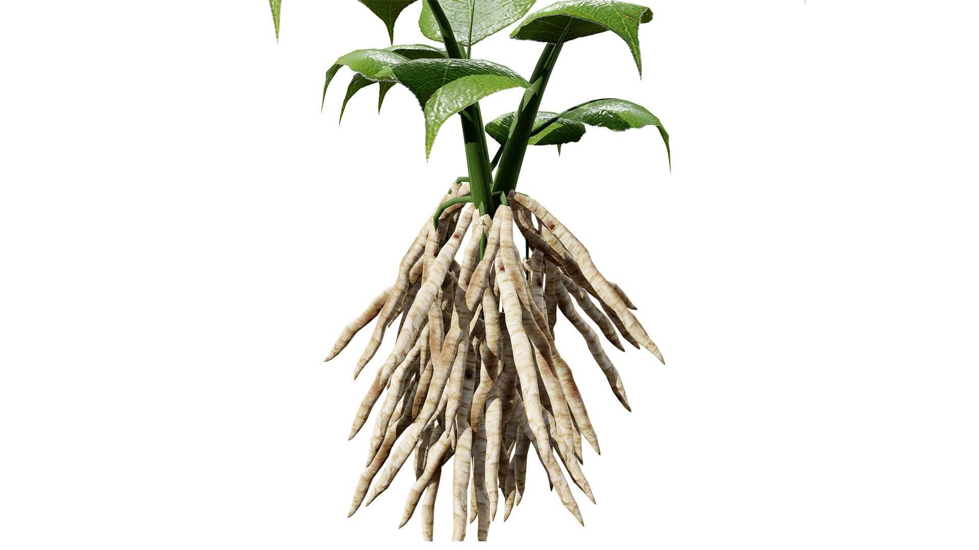 3D Sium sisarum Plant Model 3D https://p.turbosquid.com/ts-thumb/Rr/5jsgmM/ET/01northamericanskirretsiumsisarumvegetablesz32l/jpg/1780851908/1920x1080/fit_q87/ac2491f5b3e4237e0d3a129c51dcbe15f51ea5b3/01northamericanskirretsiumsisarumvegetablesz32l.jpg