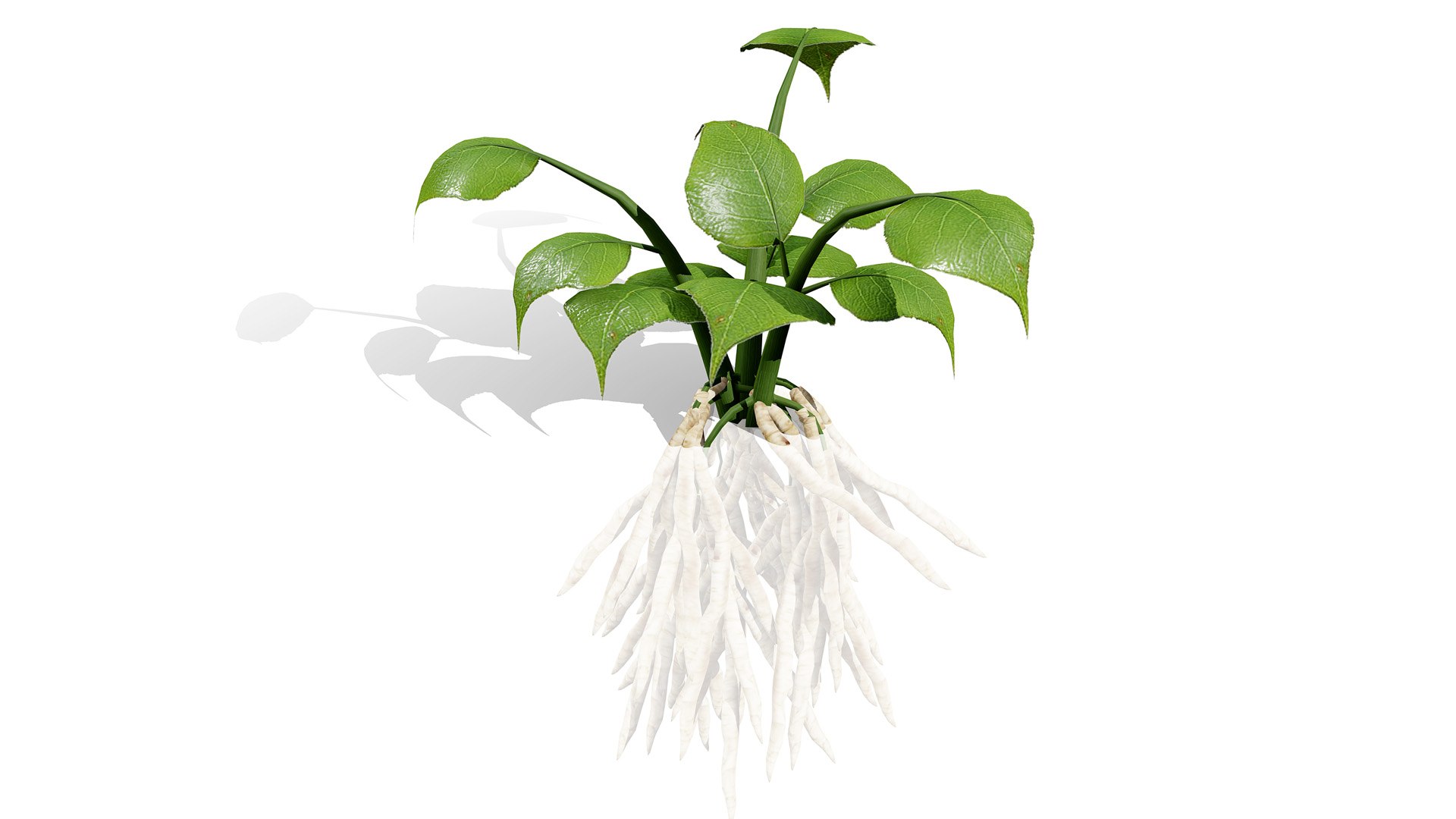 3D Sium sisarum Plant Model 3D https://p.turbosquid.com/ts-thumb/Rr/5jsgmM/I4/01northamericanskirretsiumsisarumvegetables2l/jpg/1780851907/1920x1080/fit_q87/9a3ca455e7f14876ba8d24ef419f85f844b73ec0/01northamericanskirretsiumsisarumvegetables2l.jpg