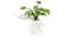 Modèle 3D de la plante Sium sisarum