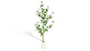 3D Sium sisarum Plant Model