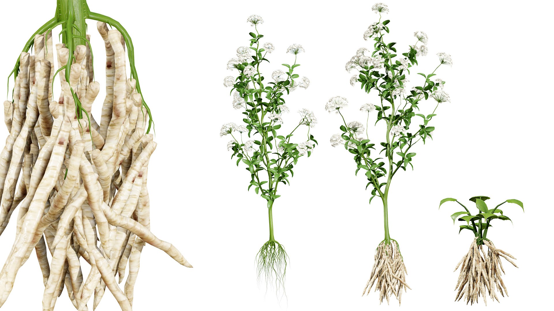3D Sium sisarum Plant Model 3D https://p.turbosquid.com/ts-thumb/Rr/5jsgmM/g7/00artcovernorthamericanfloweringskirretsiumsisarumvegetables/jpg/1780851906/1920x1080/fit_q87/2843d91f9e98d6b0406e1b44fb7d10ec299c967b/00artcovernorthamericanfloweringskirretsiumsisarumvegetables.jpg