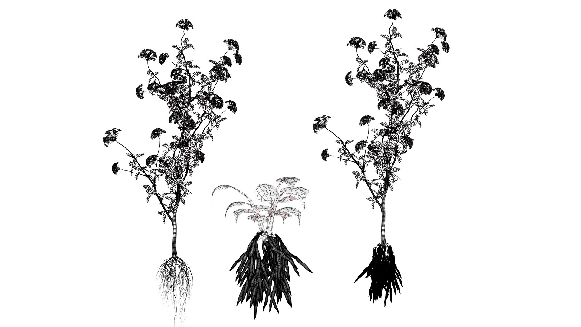 3D Sium sisarum Plant Model 3D https://p.turbosquid.com/ts-thumb/Rr/5jsgmM/mA/wirel/jpg/1780851909/1920x1080/fit_q87/c58fc9ae7c33d0102ed0f66d2529e9e5f0ac61c9/wirel.jpg