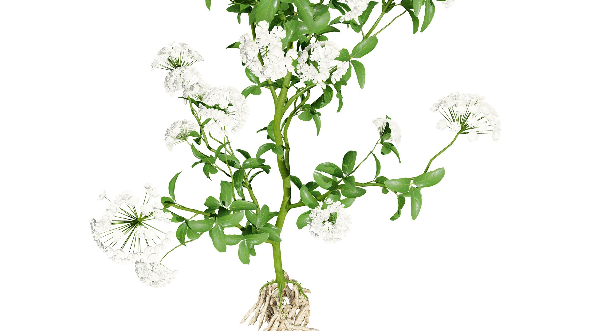3D Sium sisarum Plant Model 3D https://p.turbosquid.com/ts-thumb/Rr/5jsgmM/nd/02northamericanfloweringskirretsiumsisarumvegetablesz3212l/jpg/1780851908/1920x1080/fit_q87/18ea68d14288764fdce8bb702ddad01a64b070e2/02northamericanfloweringskirretsiumsisarumvegetablesz3212l.jpg