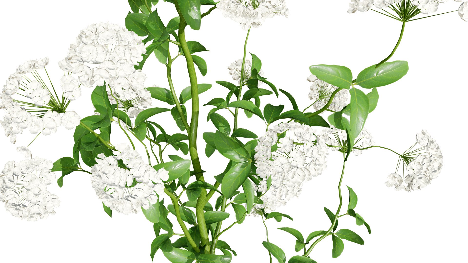 3D Sium sisarum Plant Model 3D https://p.turbosquid.com/ts-thumb/Rr/5jsgmM/re/3z32l/jpg/1780851909/1920x1080/fit_q87/6d320519fbcfaa1eae06acda33a3dfbce3d44173/3z32l.jpg