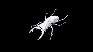 3D model Stag Beetle 03 CT scan