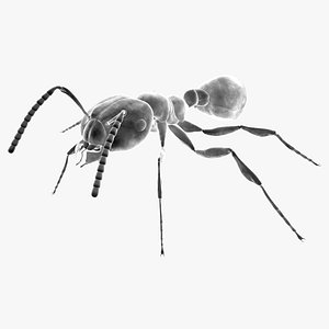 Red Fire Ant - Solenopsis Invicta Electronic Microscope (Standard)