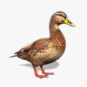 3D model mallard duck female