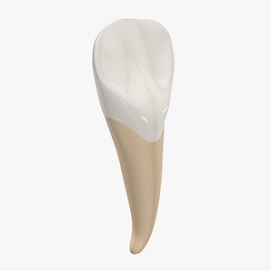 3D Upper Lateral Incisor Tooth
