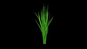 PADDY DUST FINAL TEXTURE MAX 2012 3D model