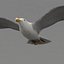 rigged flying seagull 3d max