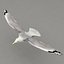 rigged flying seagull 3d max