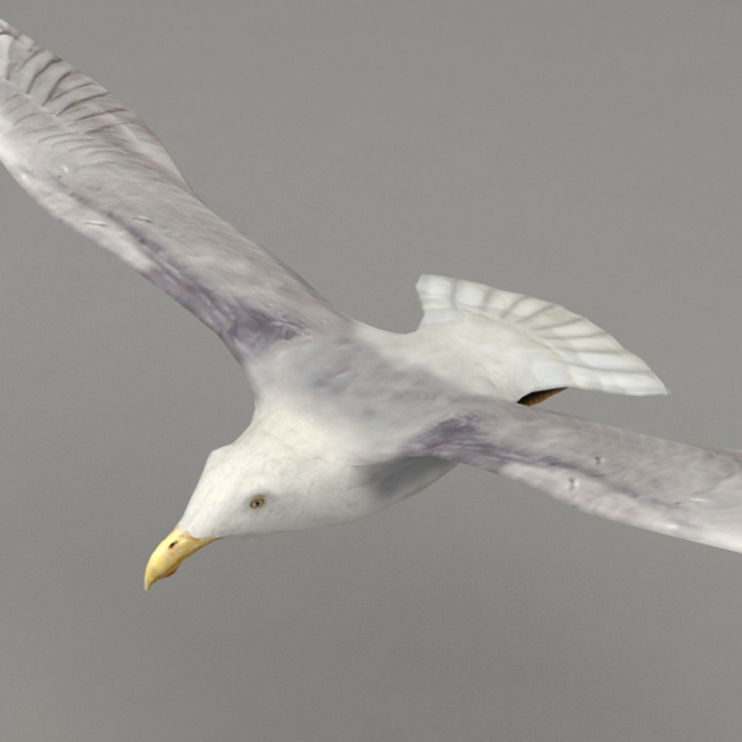 Rigged Flying Seagull 3d Max