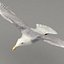 rigged flying seagull 3d max