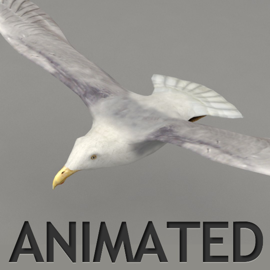 rigged flying seagull 3d max https://p.turbosquid.com/ts-thumb/Rr/a4JCnO/hkv4iG5E/view_v0/png/1376567455/1920x1080/fit_q87/59658962509943d2faf77c98d00c9f194d0f121b/view_v0.jpg