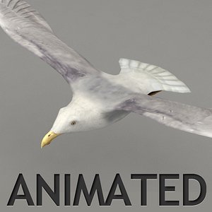 rigged flying seagull 3d max