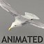 rigged flying seagull 3d max