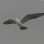rigged flying seagull 3d max