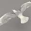 rigged flying seagull 3d max