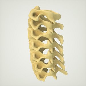 human spine vertebrae 3D model