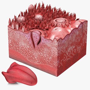 3D Tongue with cross section model
