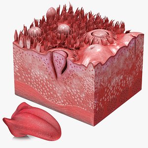 Tongue with cross section