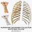 Человеческая грудная клетка Bones Colleciton White and Yellow - 26 моделей