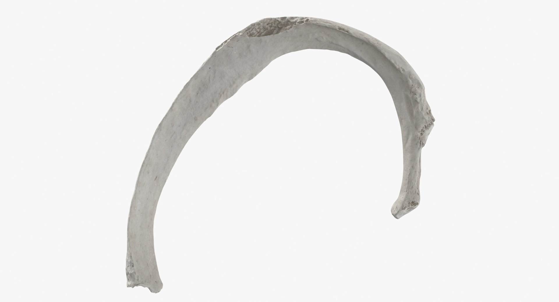 3D model Human Rib Cage Bones Colleciton White and Yellow - 26 models https://p.turbosquid.com/ts-thumb/Rr/eO825Y/QN/0000/jpg/1606987573/1920x1080/turn_fit_q99/c0c862b8bfa348cfaf3a430b5082dc674d36ee14/0000-1.jpg