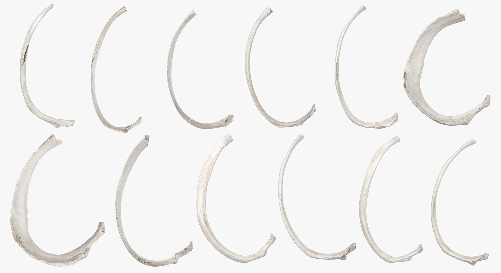 3D model Human Rib Cage Bones Colleciton White and Yellow - 26 models https://p.turbosquid.com/ts-thumb/Rr/eO825Y/TK/1/jpg/1623247518/1920x1080/fit_q87/0efa83bb9cebd29eb457b7e2f9d4ca8ef128fcb3/1.jpg