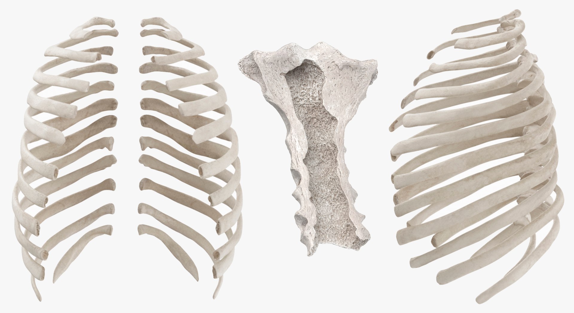3D model Human Rib Cage Bones Colleciton White and Yellow - 26 models ...