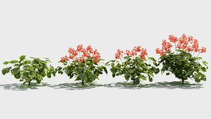 Pelargonium flower 3D model
