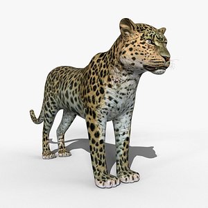 Amur Leopard