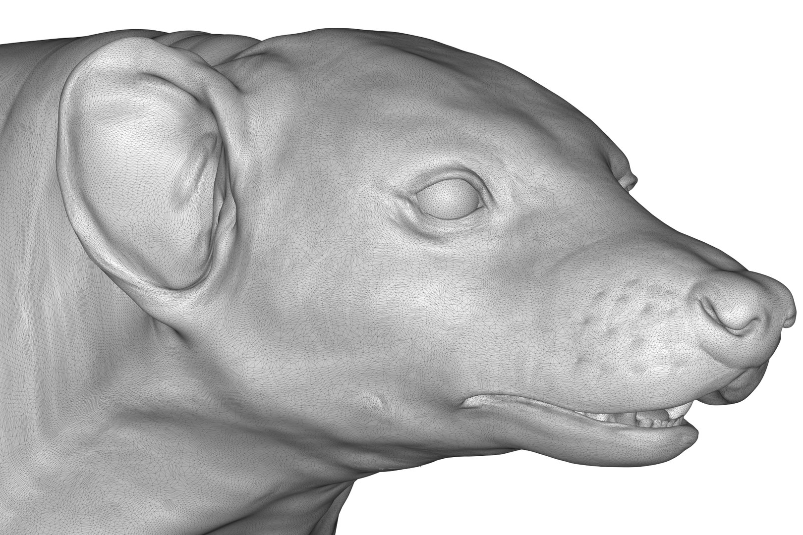 Badger 3D Model - TurboSquid 2205836