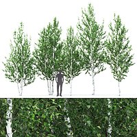 Betula 02