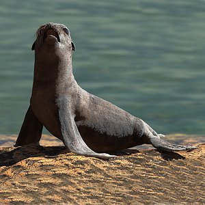 Sea Lion Wet Rigged for Cinema 4D